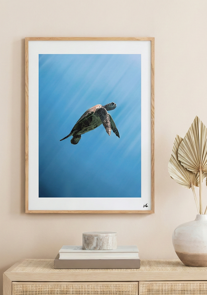 Floating Turtle (Lámina)